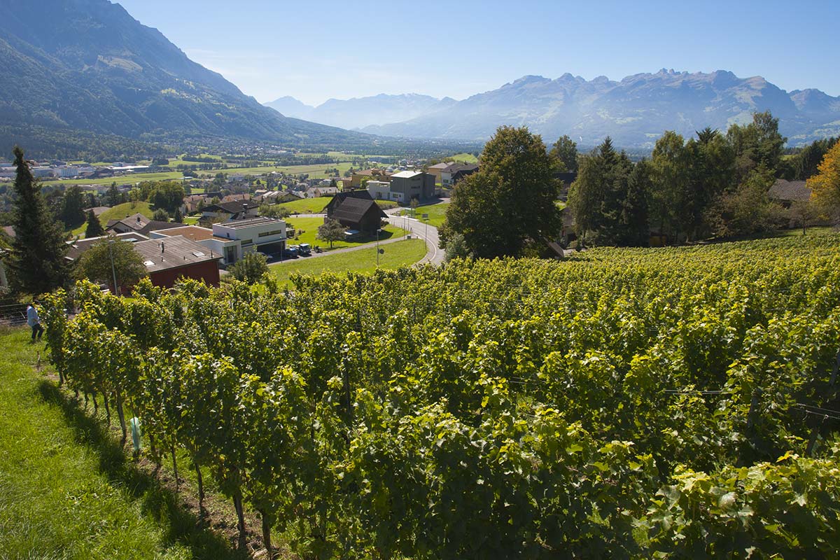 Weinbau in Liechtenstein