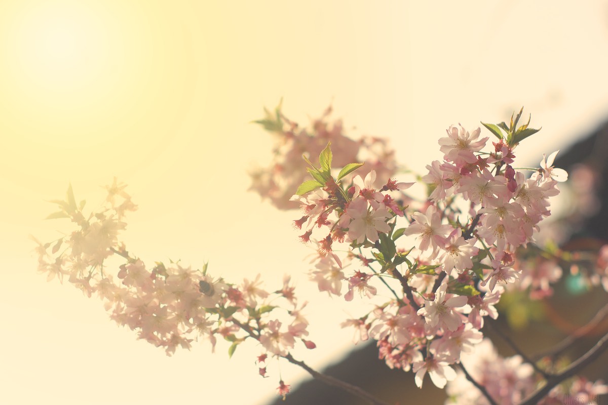 Frühling @ Pentax 50mm – f/1.4