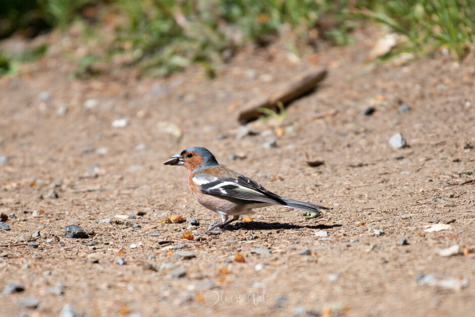 Buchfink-Männchen